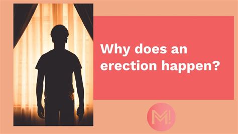 How An Erection Works